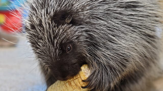Porcupine Andy Barron via Imagn Content Services